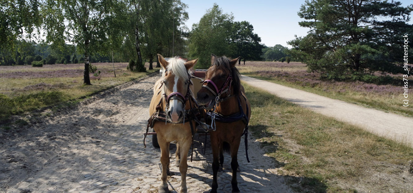 Motivbild Kutschfahrt